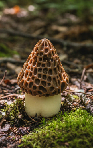 Morel Mushroom Clicker